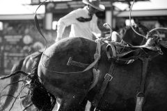 Pollockville, Alberta - July29:Hardgrass Bronc Match Weekend

Photo credit: Logan Armstrong | Crowbait Creative